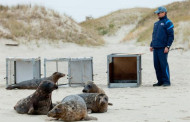 Devyni ruoniukai palieka Jūrų muziejų