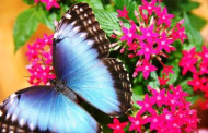 Muziejuje galima pasigrožėti egzotinių kraštų drugeliais