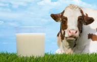 Plungės rajono pieno gamintojai piliečiams nemokamai dalins pieną