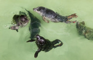 Jūrų muziejuje – rekordinis gydomų ruonių jauniklių skaičius