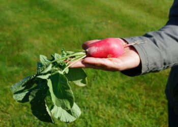 Įdomūs faktai apie daržoves