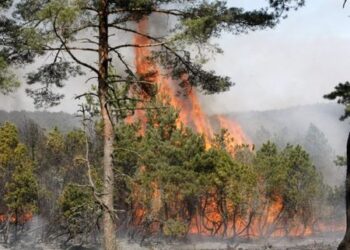 DĖL GAISRŲ PAVOJAUS MIŠKUOSE IR ATVIROSE TERITORIJOSE