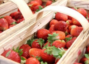 Skubėkime pasimėgauti paskutinėmis braškėmis