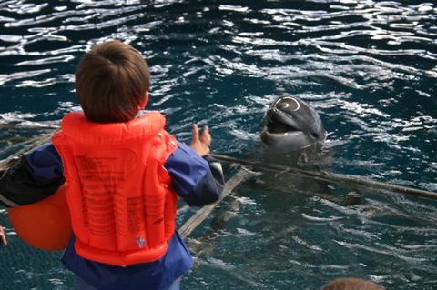 Delfinų terapijos centre - naujos metodikos