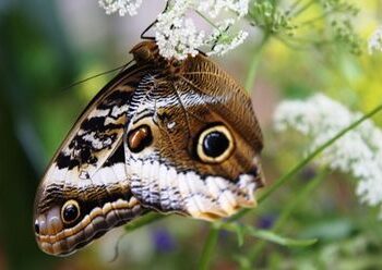 Akmenėje išsirito „drugiai-pelėdos“