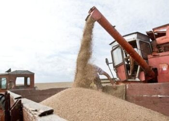 Ūkininkai ne stumbrams javus augina