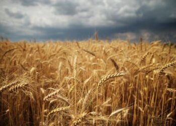 Penki patarimai, kaip tinkamai laikyti duoną