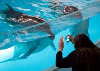 Spalį delfinariumas skiria mokytojams ir šeimai