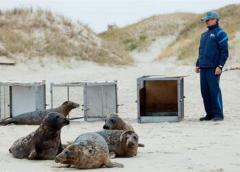 Devyni ruoniukai palieka Jūrų muziejų