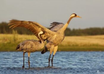 Gervės ant sparnų išskraidina rudenį