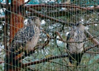 Šiauliškio prižiūrėti  apuokai paleisti į laisvę