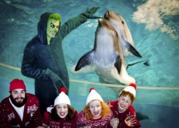 Kalėdas delfinai sutiks su … Grinču