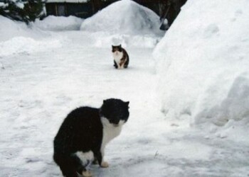 Lengvinant gyvūnų dalią  sunkėja žmogaus dalia