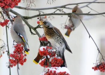 Pasirūpinkime mažaisiais bičiuliais