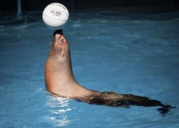 DELFINARIUMO LANKYTOJUS VĖL DŽIUGINS KALIFORNIJOS JŪRŲ LIŪTAI