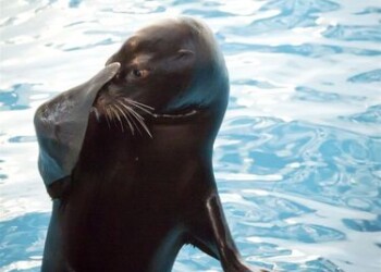 Mes Jus mylim visą vasarį!