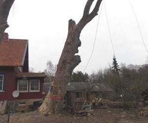 Teko nupjauti storiausią Neringos medį