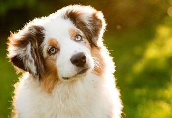 Klaipėdoje siekiama užtikrinti gyvūnų kontrolę