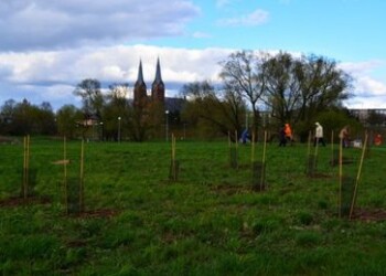 Prie Mituvos ir Imsrės upių santakos pasodinta 200 pušų