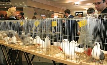 Klaipėdos „Akropolyje“ bus išrinkti gražiausi paukščiai ir triušiai