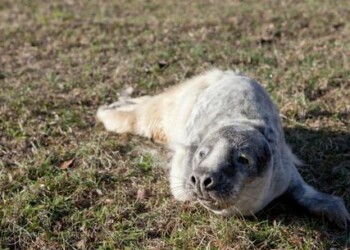 Jūrų muziejuje slaugomi šeši ruoniukai