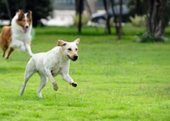 Augintiniui – džiaugsmas, šeimininkui – rūpestis