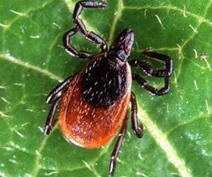 Į Lietuvą besiruošiantiems turistams patariama pasiskiepyti nuo erkinio encefalito