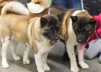 Šuns dienai Šiauliuose – didžiulė paroda