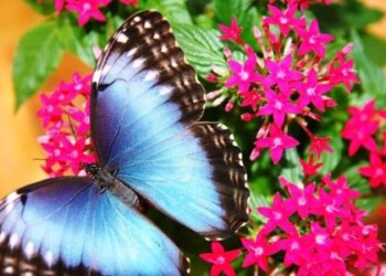 Muziejuje galima pasigrožėti egzotinių kraštų drugeliais