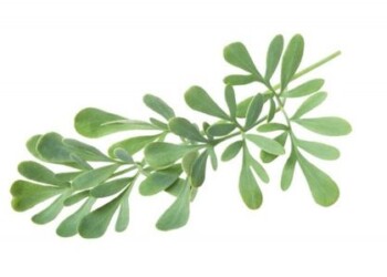 Rūtos simbolinės prasmės mūsų tradicinėje kultūroje. Interviu su dr. Jurga Sadauskiene