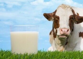 Plungės rajono pieno gamintojai piliečiams nemokamai dalins pieną