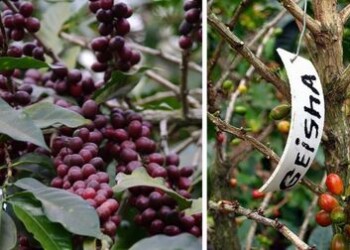 Kiek kainuoja geidžiamiausia kava pasaulyje?