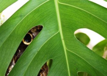 Verta pamatyti: Akmenėje apsigyveno „drugeliai-milžinai“