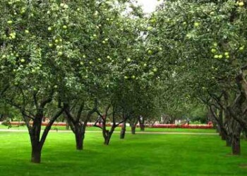 Profesorius pataria: 5 svarbiausi lauko darbai artėjant rudeniui