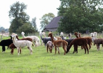 Vietoj karvių – švelniavilnės alpakos