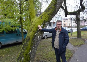 Plungės meras pa­pra­šė, kad ar­bo­ris­tai įver­tin­tų Lais­vės alė­jos lie­pas