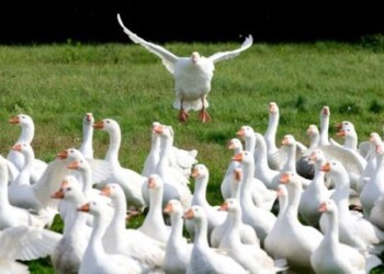 Priimamos paramos paraiškos kompensuoti daliai ūkinių gyvūnų draudimo įmokų