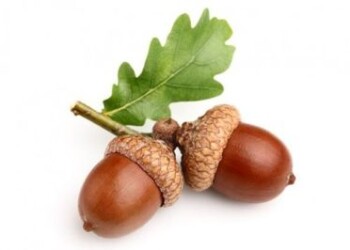 Kviečiame siūlyti kandidatus „Auksinės gilės“ nominacijai