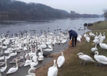 Kaune – didžiausia Baltijos šalyse gulbių lesykla. Ką reikia žinoti, prieš keliaujant jų aplankyti?