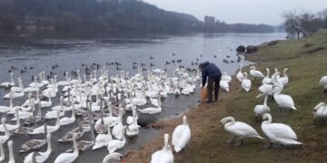 Kaune – didžiausia Baltijos šalyse gulbių lesykla. Ką reikia žinoti, prieš keliaujant jų aplankyti?