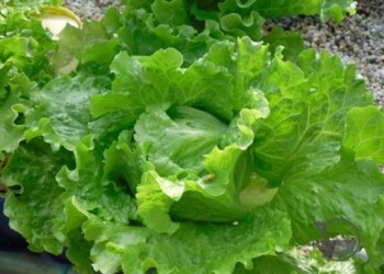 Hidroponika užkariauja augintojų širdis