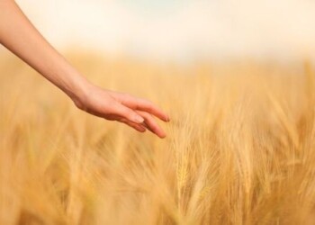 Celiakija – tarsi uždelsto veikimo bomba