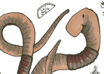 Kam šypsosi sliekai