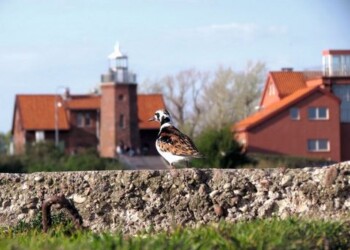 Čiulbanti dangaus dovana