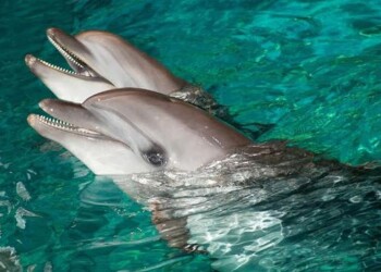 Jūrų muziejus prašo žvejų pagalbos