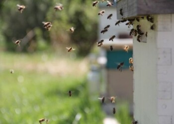 Paramos lėšos jau atkeliavo pas bitininkus