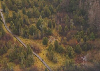 Atkuriant saugomas Lietuvos pievas pasitelkiami ir stambieji galvijai