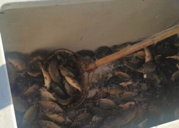 Laukžemio (Eketės) tvenkinys jau įžuvintas