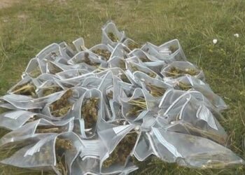 Uostamiestyje baigtas tyrimas dėl garaže ir laukuose augintų kanapių