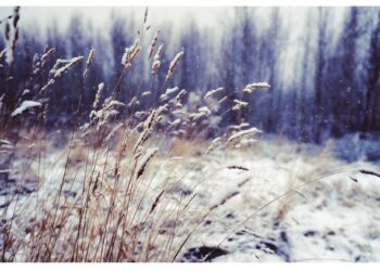 Sinoptiko komentaras